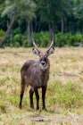 Portrait of a waterbuck-Kobus ellipsiprymnus Masai Mara National Reserve-Kenya Art Print